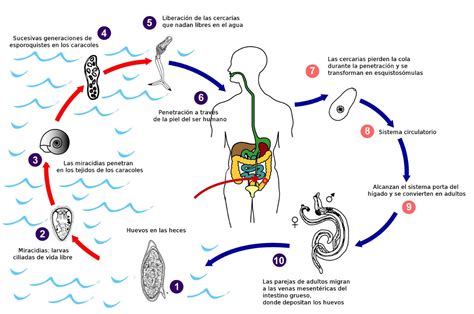 Diagrama del ciclo de vida del parásito Schistosoma mansoni, mostrando la infección de caracoles y humanos.