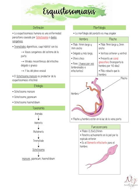 Infografía comparando la sensibilidad de diferentes métodos diagnósticos para la esquistosomiasis genital masculina.