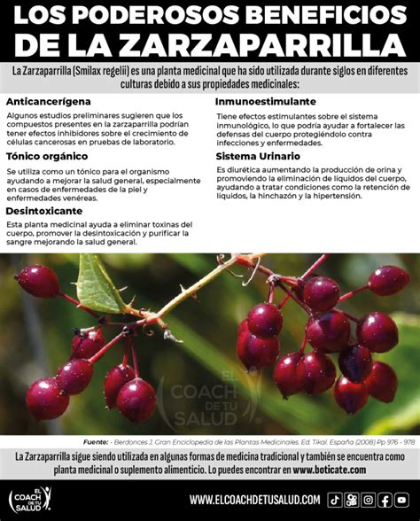 Grabado antiguo mostrando el uso medicinal de la zarzaparrilla en un contexto histórico