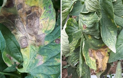 Imágenes de síntomas de Alternaria en hojas de tomate y frutos afectados