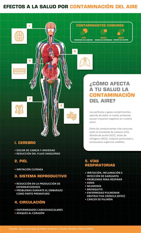 Infografía ilustrando los efectos de Alternaria en la salud humana, incluyendo alergias y micosis