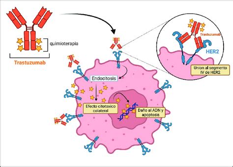 diagrama que ilustra el paso de anticuerpos TRAb a través de la placenta y su efecto en el feto