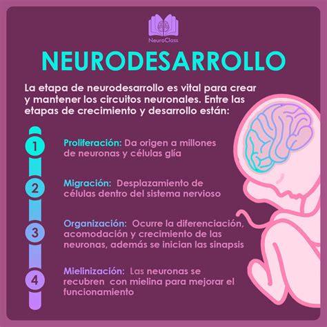 Infografía: Proliferación neuronal en el embrión