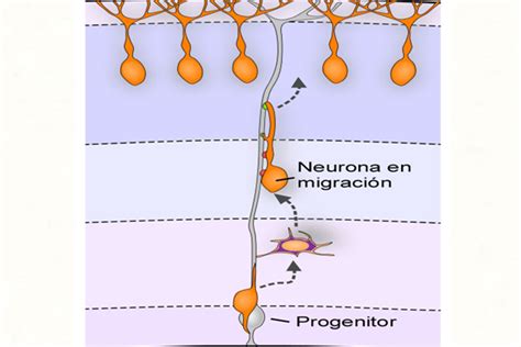 Diagrama: Migración de neuronas guiada por células gliales radiales