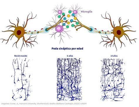 Esquema: Comparación de la densidad sináptica antes y después de la poda