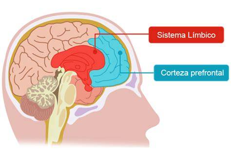 Gráfico: Maduración de la corteza prefrontal vs. sistema límbico en la adolescencia