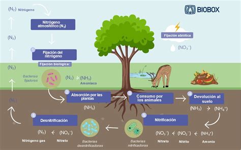 Diagrama mostrando el ciclo del nitrógeno en praderas con leguminosas
