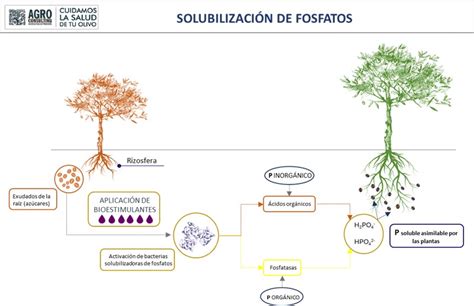 Gráfico comparativo de las necesidades de Fósforo y Potasio según el tipo de cultivo y la fertilidad del suelo
