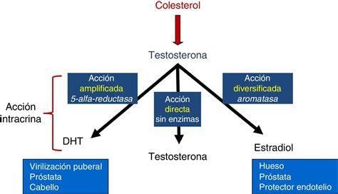 Esquema de la síntesis hormonal desde el colesterol hasta la testosterona y sus derivados androgénicos