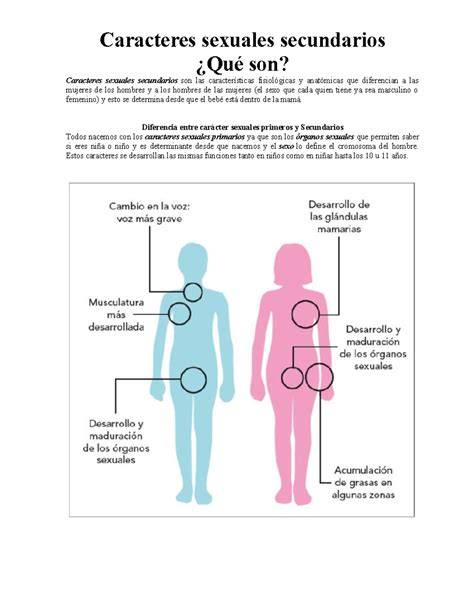 Infografía sobre los caracteres sexuales secundarios y procesos fisiológicos regulados por la testosterona