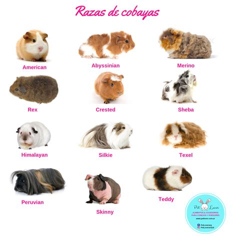 Ilustración de diferentes razas de cobayas (Angora, Americana)