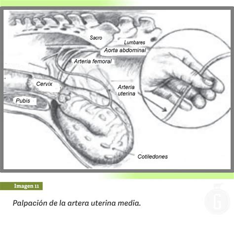 Diagrama: Cómo realizar una palpación abdominal suave en una cobaya preñada