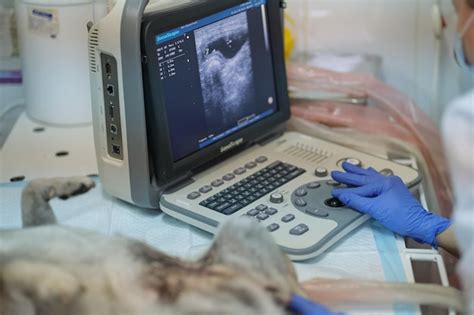 Foto: Veterinaria realizando una ecografía a una cobaya