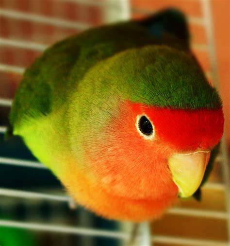 Esquema de un hábitat adecuado para agapornis papilleros (Fauna Box)