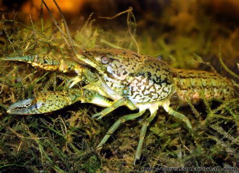 Foto de un cangrejo jaspeado (Procambarus virginalis) mostrando su patrón de coloración distintivo en el caparazón