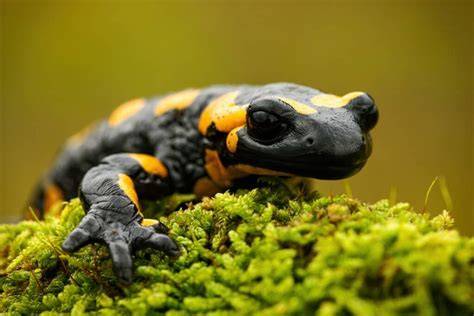 Foto de una salamandra común mostrando sus características físicas