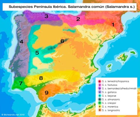 Mapa de distribución de la salamandra común en la Península Ibérica