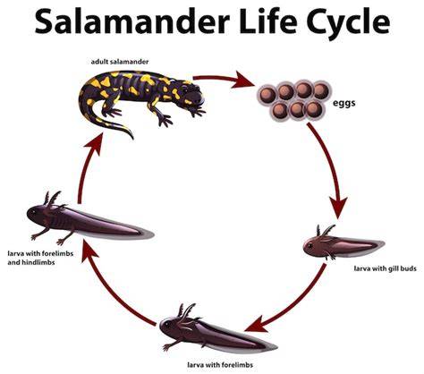Esquema del ciclo de vida de la salamandra, incluyendo metamorfosis