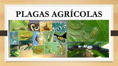 Esquema de las plagas agrícolas controladas por el extracto de chile