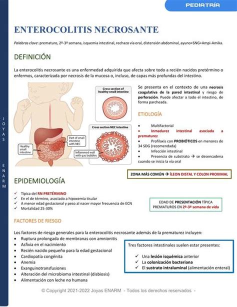 Infografía comparando el intestino sano con el intestino afectado por enterocolitis necrosante, mostrando la inflamación y necrosis.