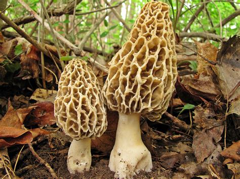 Ilustración comparativa de Morchella Deliciosa (más blanca) y Morchella Esculenta (más amarilla)