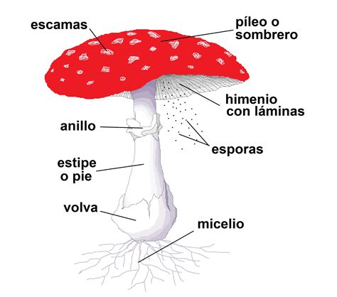 Diagrama detallado de la anatomía de una seta colmenilla, señalando sombrero, alvéolos, himenio y pie