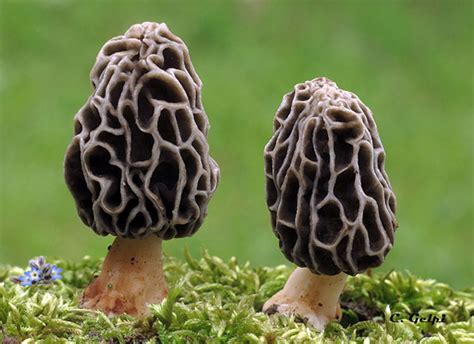 Fotografía de Morchella tridentina, destacando sus costillas características