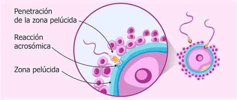 Ilustración de un espermatozoide penetrando las capas del óvulo: corona radiada y zona pelúcida