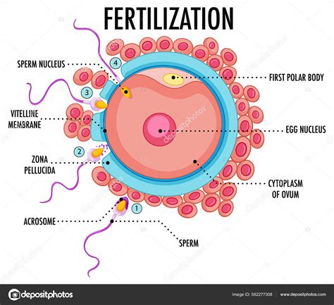 Diagrama que muestra las etapas de la fertilización en el cultivo de frijol: base, cobertura y llenado de granos