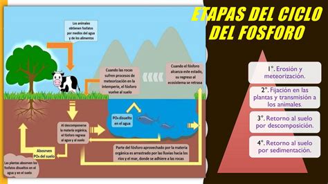 Gráfico comparativo del efecto del fósforo en la altura y expansión foliar del trébol