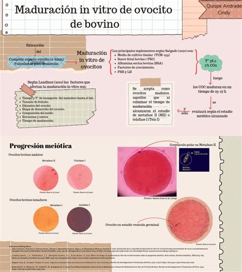 Microfotografía de ovocitos bovinos inmaduros