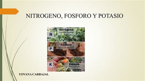 Esquema comparativo de los nutrientes esenciales (Nitrógeno, Fósforo y Potasio) en el desarrollo de las orquídeas