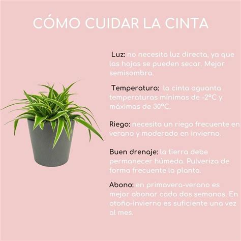 Infografía mostrando los beneficios de la planta cinta para la purificación del aire.