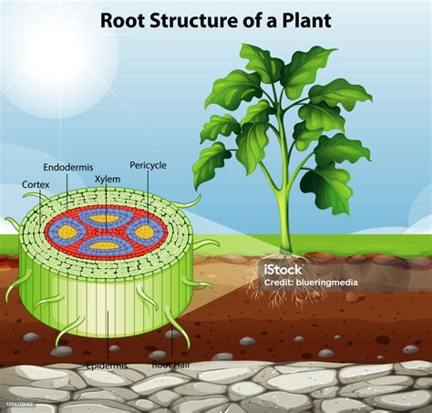 Diagrama mostrando la estructura radicular de la planta cinta y su capacidad de almacenamiento de agua.