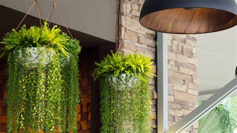 Ejemplo de decoración de interiores utilizando plantas cinta en macetas colgantes y estanterías.