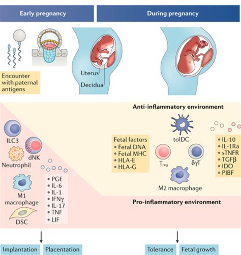 Esquema de la interfase materno-fetal mostrando la ubicación de la fibronectina fetal entre el corion y la decidua.