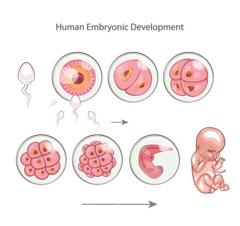 Infografía del desarrollo embrionario humano desde la fecundación hasta el periodo fetal