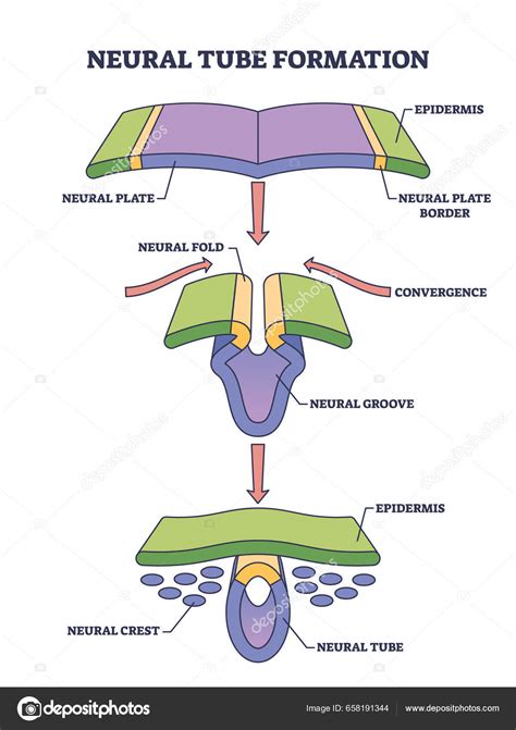 Diagrama de la formación del tubo neural