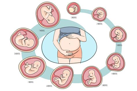 Representación conceptual del vínculo materno-fetal en el contexto del psiquismo prenatal