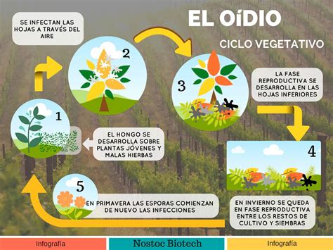 Diagrama del ciclo de infección del oídio y los puntos de intervención del ácido ortosilícico.