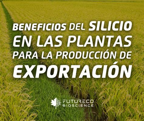 Infografía mostrando los beneficios del silicio en la arquitectura de la raíz y la absorción de nutrientes.