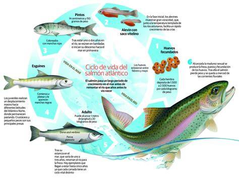 Infografía comparativa: ciclo de vida anádromo frente a la adaptación en sistemas de agua salina