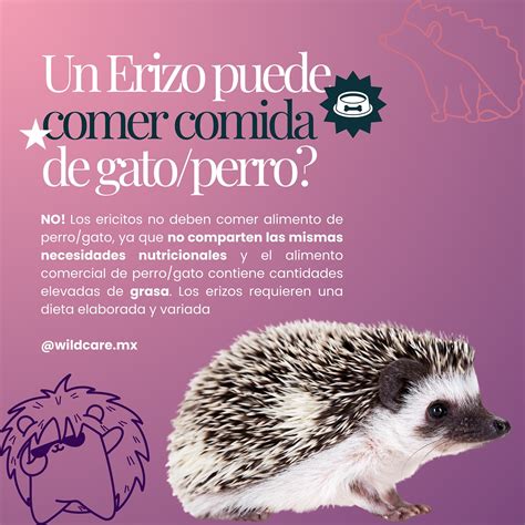 Infografía sobre las necesidades nutricionales de un erizo