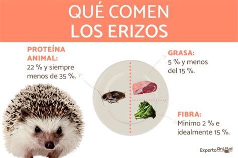 Esquema de cómo alimentar crías de erizo con jeringuilla