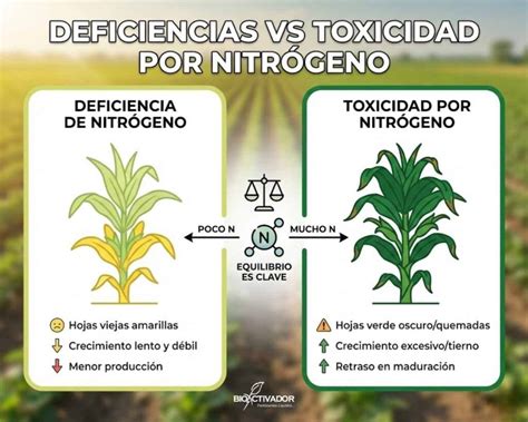 Infografía comparativa: planta sana vs. planta con deficiencia de nitrógeno (hojas amarillentas).