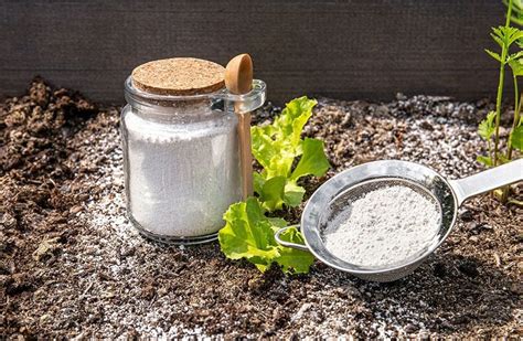 Ilustración que muestra cómo las partículas de tierra de diatomeas dañan el exoesqueleto de un insecto.