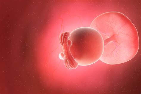 Estructura tridimensional del embrión en la semana 5 de gestación, mostrando las tres capas germinativas y el inicio de la formación del corazón.