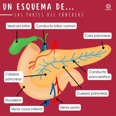 Esquema anatómico de las localizaciones más comunes del páncreas ectópico en el tracto gastrointestinal