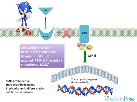 Diagrama de la vía de señalización Sonic Hedgehog (SHH) y la interacción de PTCH1