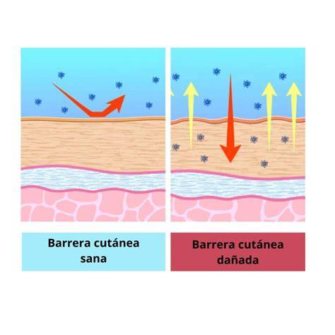 Esquema general de la función del moco como barrera protectora biológica